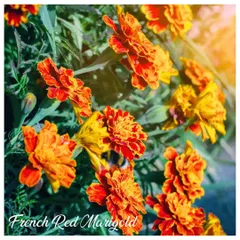 The French Red Marigold offers a stunning contrast with its deep red and orange petals. These are a wonderful choice for borders or pots.