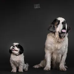 Big or small, I cook for them all. I create a custom dog nutrition plan for every pooch, whether they're a tiny Shih Tzu or a giant Saint Bernard, based on their unique needs.