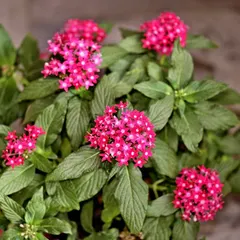 This is the Pentas plant, also known as the Egyptian Starcluster. Its clusters of tiny, star shaped pink flowers are great for attracting butterflies and adding a lovely touch of color.