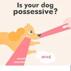 Does your dog get possessive over toys or food? This behavior is called resource guarding. This graphic is the start of a guide I created to help you understand why dogs do this and how to manage it safely.