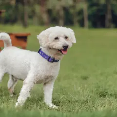 A happy white poodle enjoying the fresh air at a dog camp. Outdoor sessions are perfect for energetic dogs who love to explore.