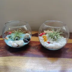 Here are two of my air plant terrariums, each with a slightly different design. They are incredibly easy to care for, requiring just a little misting every few days, making them perfect for busy people who still want some green in their life.
