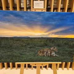 A stunning photograph from 'Nature's Splendour' capturing a lioness and her cubs against a dramatic sunset on the savanna.
