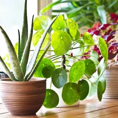 We offer a variety of popular houseplants, including the medicinal Aloe Vera and the trendy Pilea, also known as the Chinese Money Plant. Both are easy to care for and add distinct shapes and textures to your indoor garden.