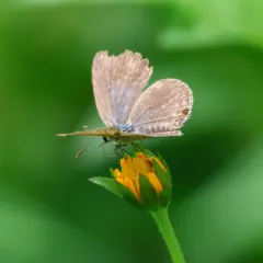 A tiny Grass Blue butterfly on a wildflower. It is these small, often overlooked details that our biodiversity walks focus on. We encourage everyone to slow down and appreciate the little things.