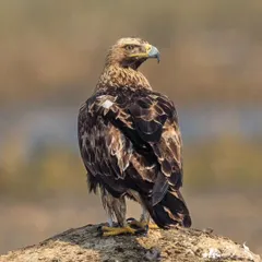 A Greater Spotted Eagle stands majestically, its intense gaze fixed on the horizon. These powerful raptors are a thrilling sight on my winter birding tours.