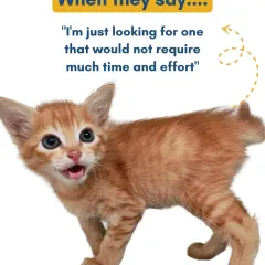When a potential adopter says, "I'm just looking for one that would not require much time and effort." Our kittens know that every pet is a commitment!