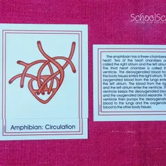 The three-chambered heart of an amphibian. These cards do more than name parts; they connect details to the bigger story of interdependence.