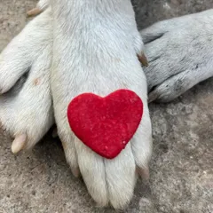 A symbol of pure love. This heart-shaped biscuit, made with natural ingredients like beetroot for color, is the perfect way to treat your four-legged valentine.