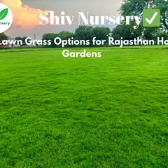 I supply the best lawn grass options for the hot and dry climate of Rajasthan, including drought-resistant varieties for homes and gardens.