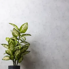 Our modern grey textured wall provides a subtle, moody character to your shots. It works beautifully on its own or styled with our collection of plants and props.