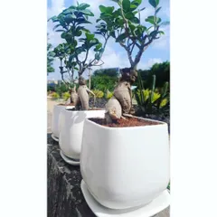 This angle highlights the beautiful, thick roots and lush green leaves of our Ficus bonsai plants. They are a perfect size for desktops and office desks, serving as a daily reminder of your thoughtful gift.