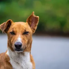 Look at that floppy ear and wise expression! This close-up portrait of an Indian street dog shows the character and soul that I see every time I look into their eyes.