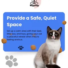 For an anxious cat, a safe, quiet space is essential. This graphic explains how to set up a peaceful retreat with their bed, litter box, and toys to help them feel secure.