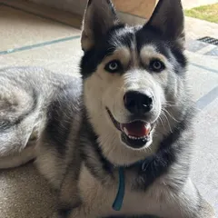 A stunning Husky relaxing indoors. Our clean, tiled floors are cool and comfortable for dogs to rest on.