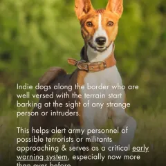 Indie dogs along the border act as a critical early warning system, barking at the sight of intruders. This instinct helps alert army personnel to possible threats, showcasing their natural guarding abilities.