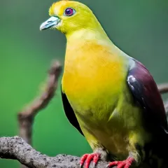 A close-up portrait of a Wedge-tailed Green Pigeon. Its vibrant yellow-green body, maroon wings, and striking red feet make it a colourful resident of the forest.