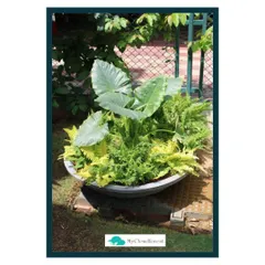 I create custom potted arrangements like this "Happy Bowl," which combines plants with different leaf shapes, colors, and textures. A single, well-designed container can bring a burst of life to a patio or garden corner.