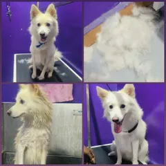 This collage shows the result of a de-shedding session. Removing all that loose undercoat makes your pet more comfortable and reduces shedding at home.