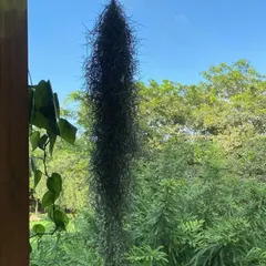 A very long Spanish Moss (Tillandsia usneoides) hanging down. This is an air plant that doesn't need any soil to grow.