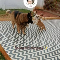 Welcome to the 'badmaash company'! This is our daily dose of 'masti' where dogs of all sizes learn to play and socialize together. It's pure happiness watching them form their own little pack in our safe, off-leash daycare.