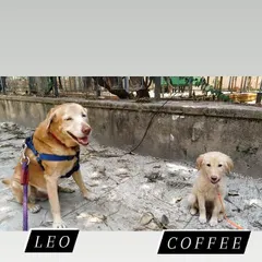 Meet our new friends, Leo the senior dog and Coffee the little puppy. We love walking dogs of all ages and are experienced in managing different energy levels, ensuring a safe and happy walk for everyone.