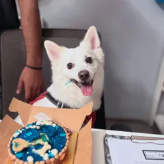 Every dog is special, and we celebrate them like family. This is Bunni on his gotcha-day, about to enjoy a dog-friendly cake. We love making a big fuss for birthdays and milestones because these moments are precious.