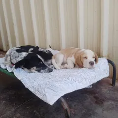 Two puppies cuddling together for a nap. We help socialize young dogs in a gentle and positive way.