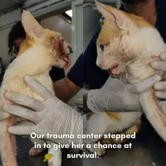 We see many cats who have suffered terrible accidents. This community cat came to us with her mouth torn apart, but our trauma team gave her a fighting chance. The 'after' photo shows her on the slow but steady road to recovery.