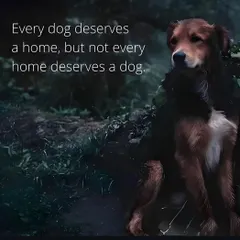 Every dog deserves a home, but not every home deserves a dog. The number of people abandoning their pets for lame reasons is heartbreaking. Don't get a pet if you can't commit.