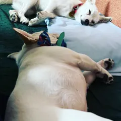 Napping is a serious business here. This is what a relaxed afternoon looks like, with guests like Fleur and my own dog Daisy sharing a comfy space.