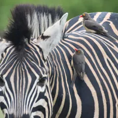 A classic moment of symbiosis on the African savanna, where a Red-billed Oxpecker rests on the back of a Plains Zebra. This photograph captures the intricate relationships within the ecosystem of Kruger National Park.