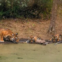 A tigress and her three cubs quench their thirst at a waterhole in Ranthambore, a beautiful family portrait from a winter safari.