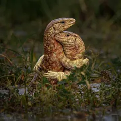 A rare and intimate moment of two monitor lizards seemingly embracing in the wild, a testament to the patience of our wildlife photographers.