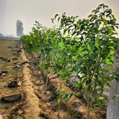 A close-up of a row of Ficus plants growing in our field. By growing them ourselves, we ensure they are healthy, robust, and acclimated to local conditions.