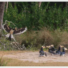 The full scene of the "election campaign," with one Malabar Pied Hornbill in flight and a group of others gathered on the ground, seemingly listening.