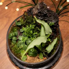 A top-down perspective of the cloche terrarium reveals the rich variety of textures and shades of green. This living decor piece is a beautiful, low-maintenance gift that grows.