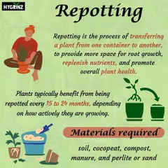 Repotting can feel intimidating, but it's crucial for plant health. This guide explains when and how to repot your plants, including the materials you'll need for the job.