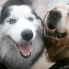 I love seeing friendships blossom. Here are Oscar, a gentle senior Golden Retriever, and Scooby, a young and energetic Husky, sharing a happy moment. My boarding service focuses on positive pack socialization for dogs of all ages and breeds.