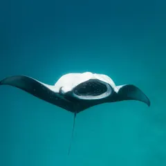 The majestic dance of the Manta Rays at Hanifaru Bay. These gentle giants glide through the water with such grace. Did you know the unique spot pattern on their bellies is like a fingerprint? We can even help you identify a manta if you get a clear shot.