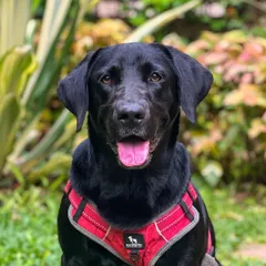 Meet Pepper, a beautiful black Labrador with a healthy, shiny coat. Regular professional grooming is key to maintaining their fur and skin health.