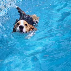 Look at that happy face. This is Coco, a Beagle who absolutely loves paddling around in the water.