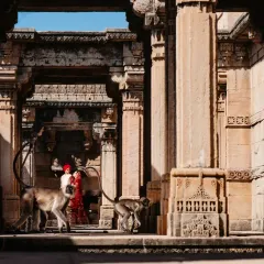 You never know who will show up at a destination wedding! A couple of monkeys wander through our post-wedding shoot at the Ambapur ni Vav stepwell in Gujarat.