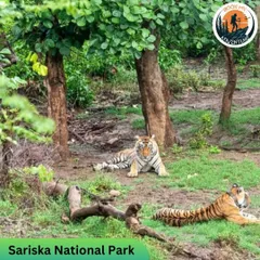 Two tigers resting in the undergrowth at Sariska National Park. Our knowledge of the area increases your chances of such incredible sightings.