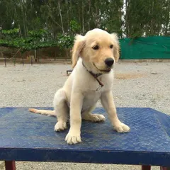 This adorable Golden Retriever puppy is taking a short break on one of our agility platforms. We provide a safe and fun environment for puppies to learn and socialize.