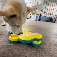 This is Rocky, an indie who is reactive towards other dogs. While we work on his reactivity, puzzles provide essential mental stimulation to keep his smart brain occupied. He took to this puzzle immediately, showing his natural problem solving abilities.