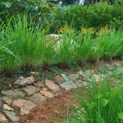 A close-up of the planting design, featuring native grasses and a simple stone path. This approach intentionally limits hardscaping, allowing the softscape to dominate and create a more natural, living feel.