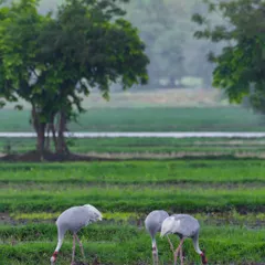 A family of Sarus Cranes, the world's tallest flying birds, forages peacefully in an agricultural field in Gujarat. This image captures the delicate balance of coexistence between wildlife and human settlements.