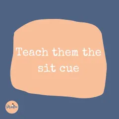The first step to stopping jumping is teaching a solid 'sit' cue. This gives your dog an alternative, polite behavior to offer when they're excited to greet someone.