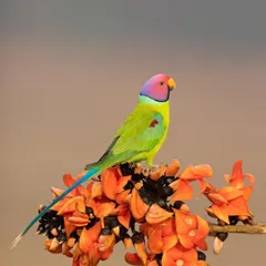 A male Plum-headed Parakeet perched among the 'Flame of the Forest' flowers. The complementary colors of the bird and its perch make for a stunning composition.
